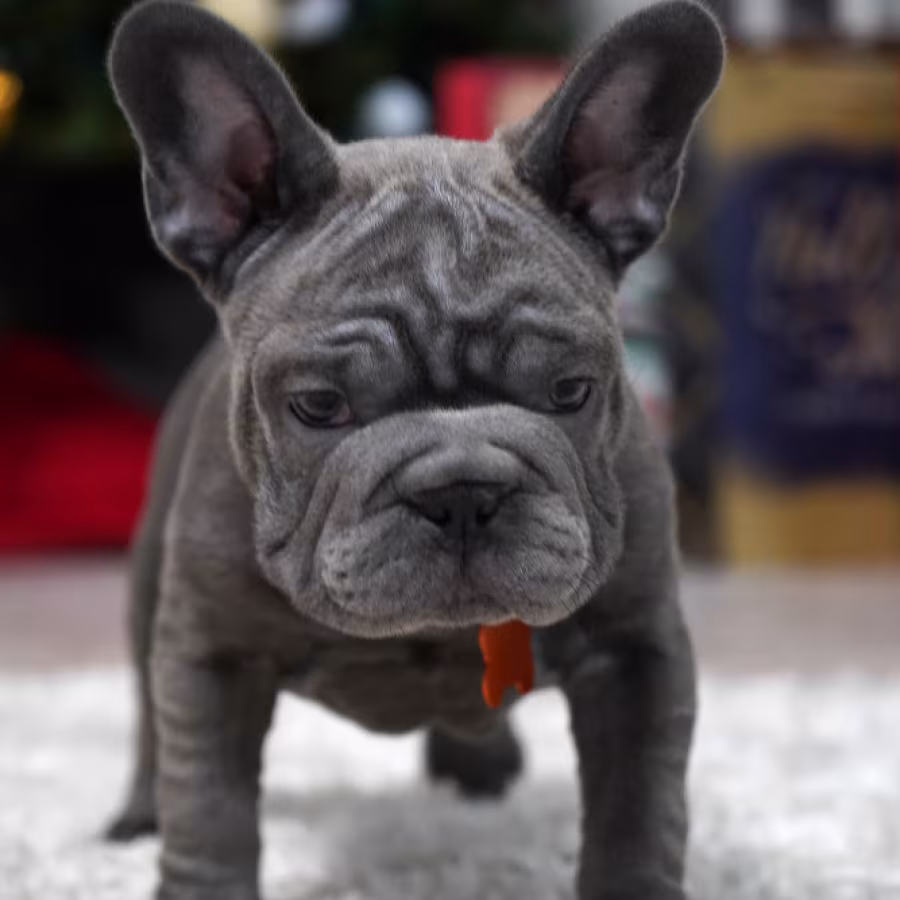 Female Blue. Ready to Go