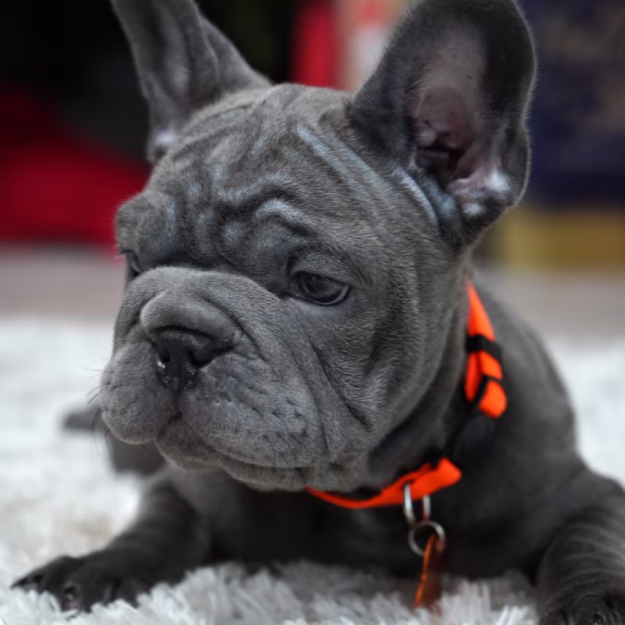 Female Blue. Ready to Go