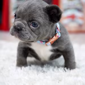 Male Blue. This will be a great Christmas gift.