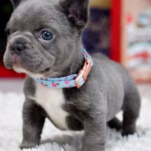 Male Blue. This will be a great Christmas gift.