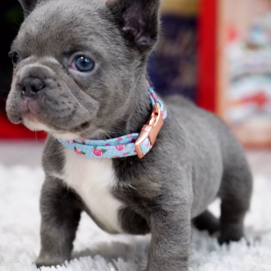 Male Blue. This will be a great Christmas gift.
