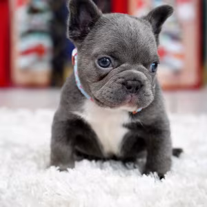 Male Blue. This will be a great Christmas gift.