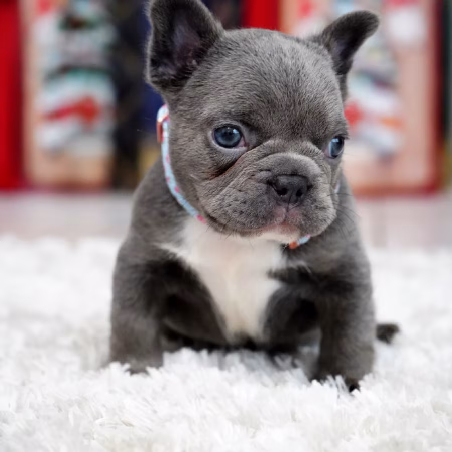 Male Blue. This will be a great Christmas gift.