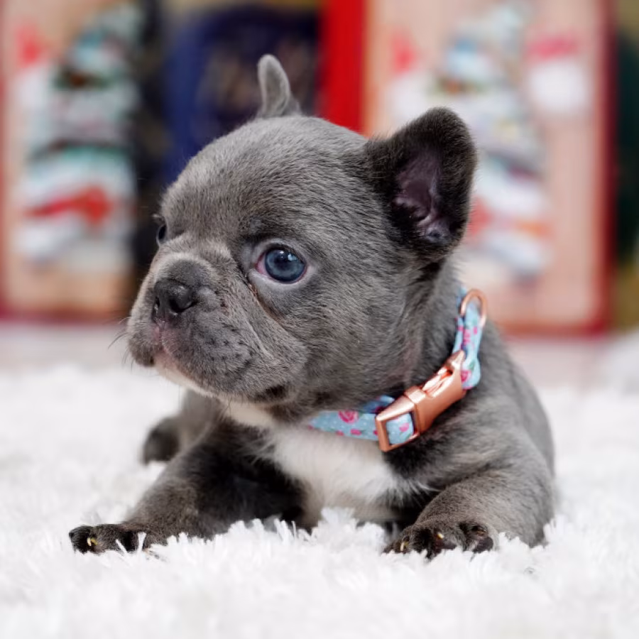 Male Blue. This will be a great Christmas gift.