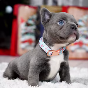 Male Blue. This will be a great Christmas gift.