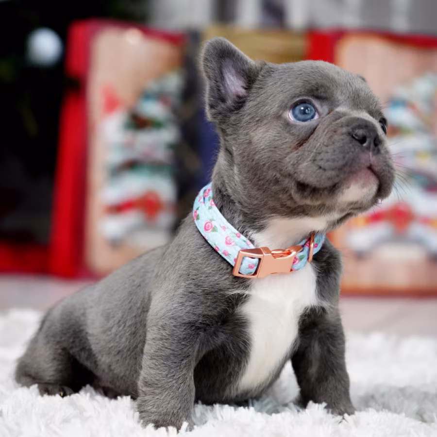 Male Blue. This will be a great Christmas gift.
