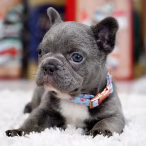 Male Blue. This will be a great Christmas gift.