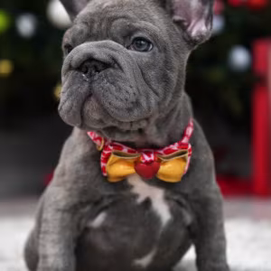 Female Blue. Ready to Go