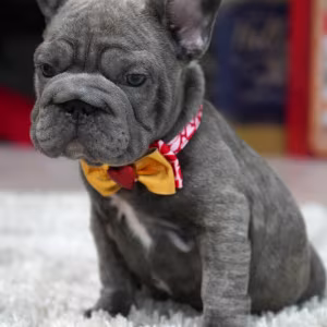 Female Blue. Ready to Go