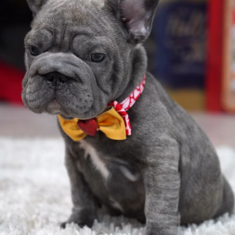 Female Blue. Ready to Go