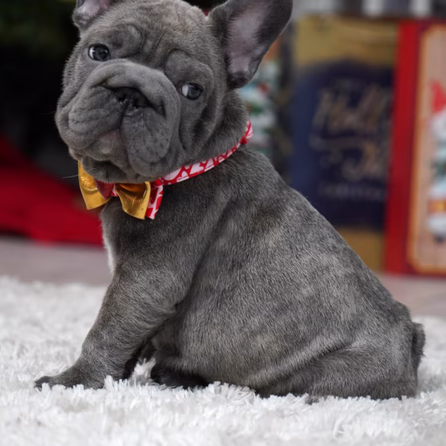 Female Blue. Ready to Go