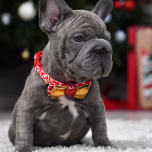 Female Blue. Ready to Go