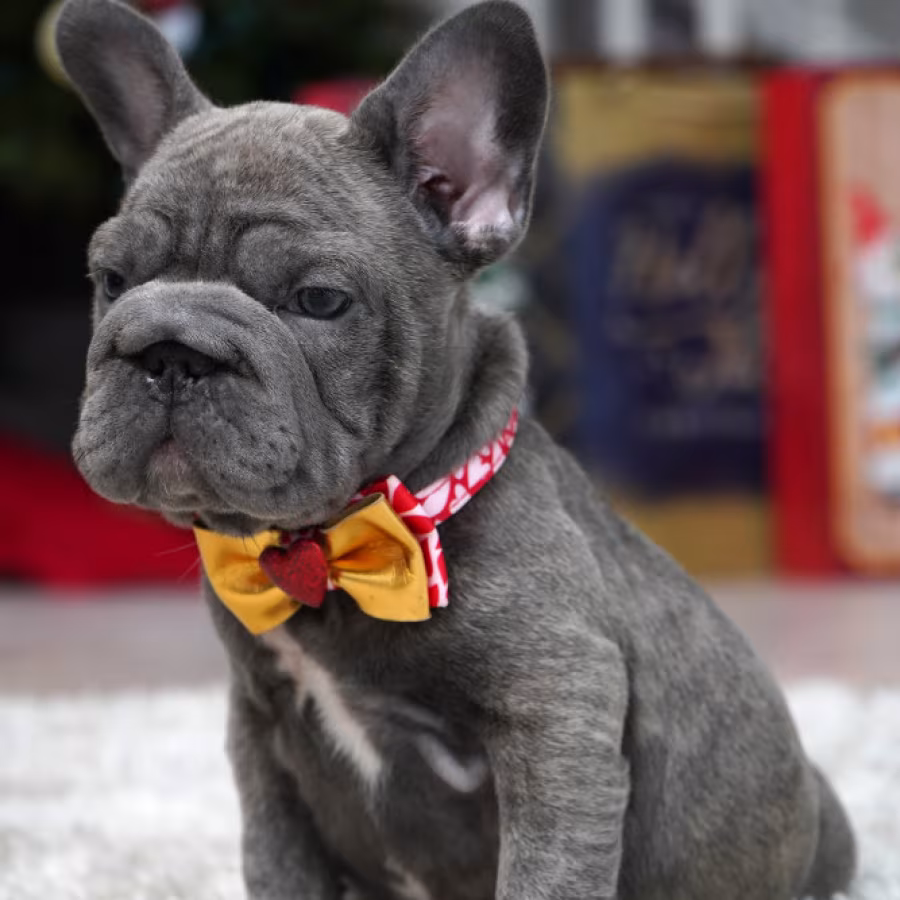 Female Blue. Ready to Go
