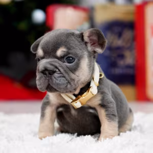 Male Blue Tan. This will be a great Christmas gift.