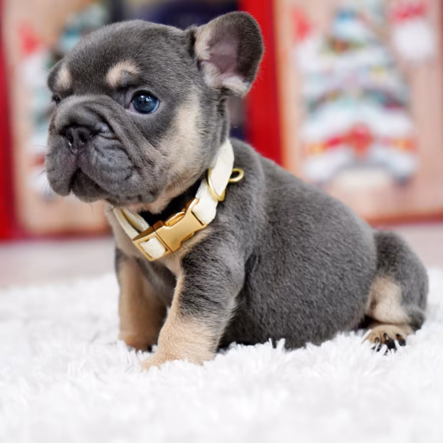 Male Blue Tan. This will be a great Christmas gift.