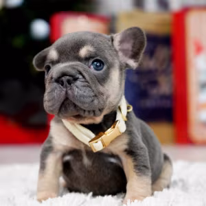 Male Blue Tan. This will be a great Christmas gift.