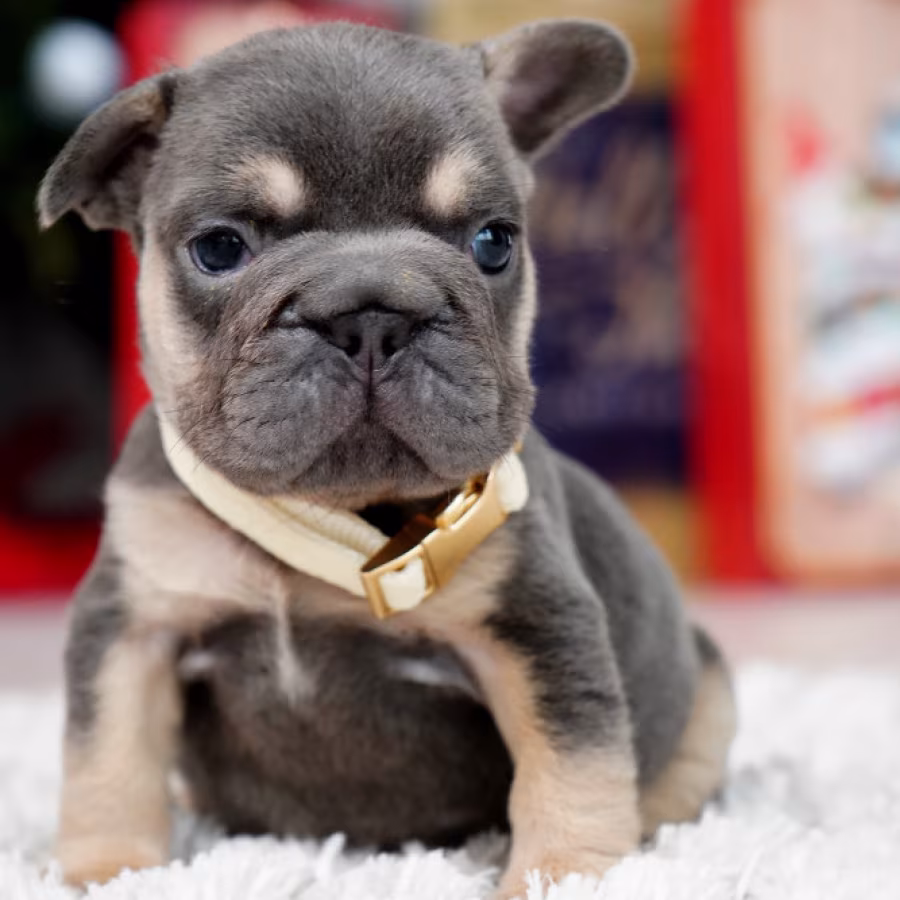 Male Blue Tan. This will be a great Christmas gift.