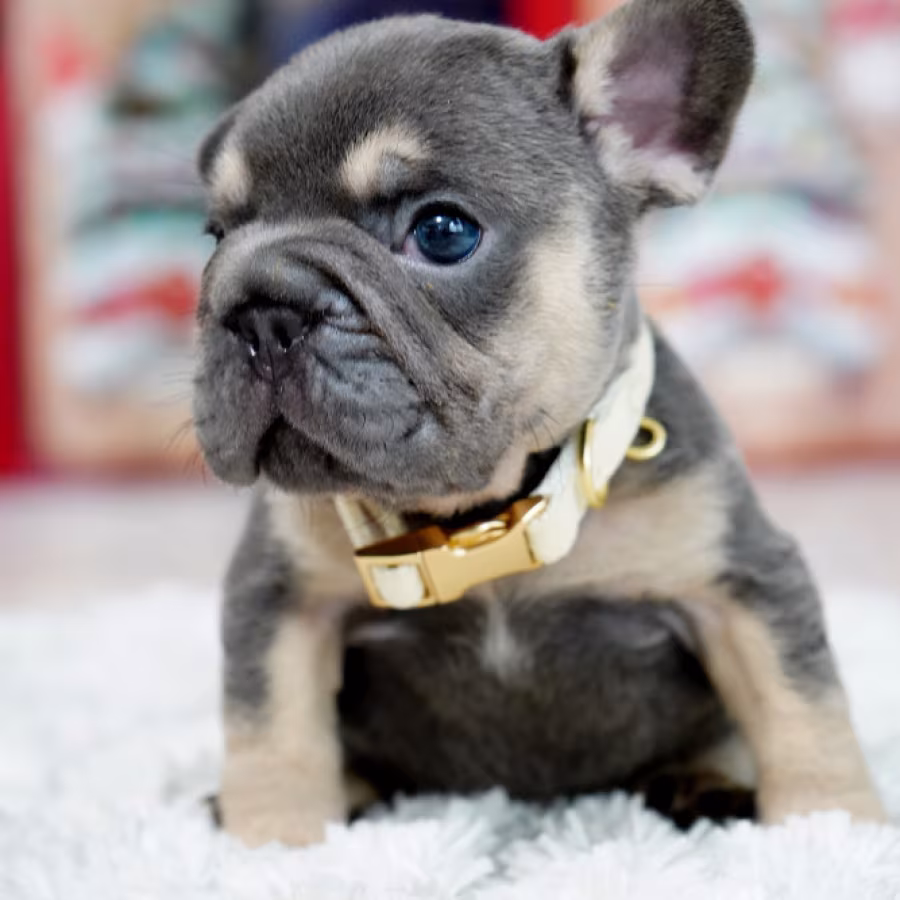 Male Blue Tan. This will be a great Christmas gift.
