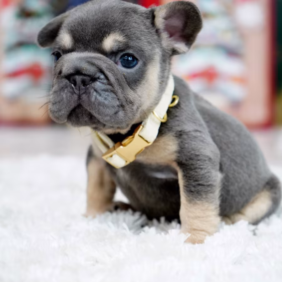 Male Blue Tan. This will be a great Christmas gift.