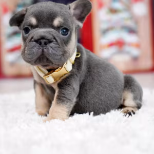 Male Blue Tan. This will be a great Christmas gift.