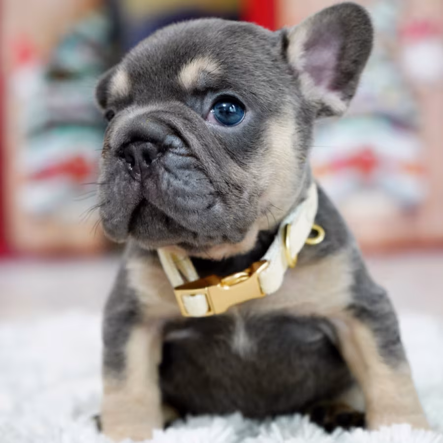 Male Blue Tan. This will be a great Christmas gift.