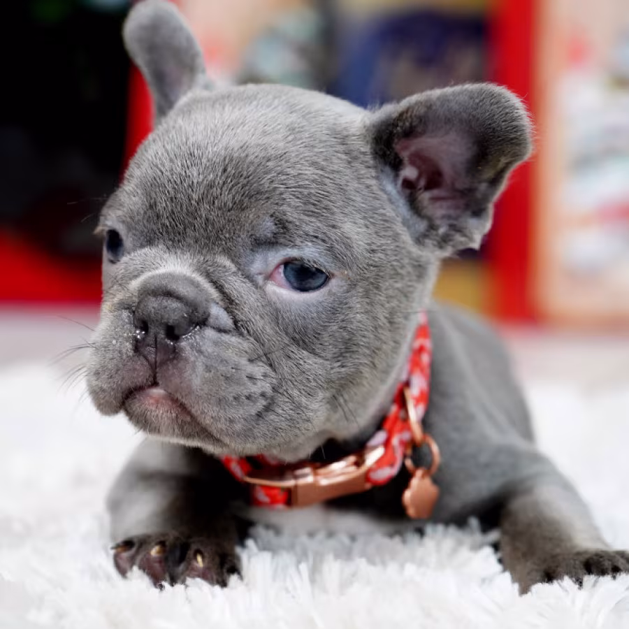 Male Blue. This will be a great Christmas gift.
