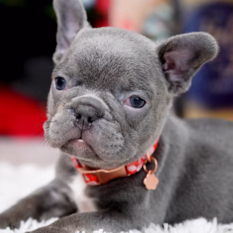 Male Blue. This will be a great Christmas gift.