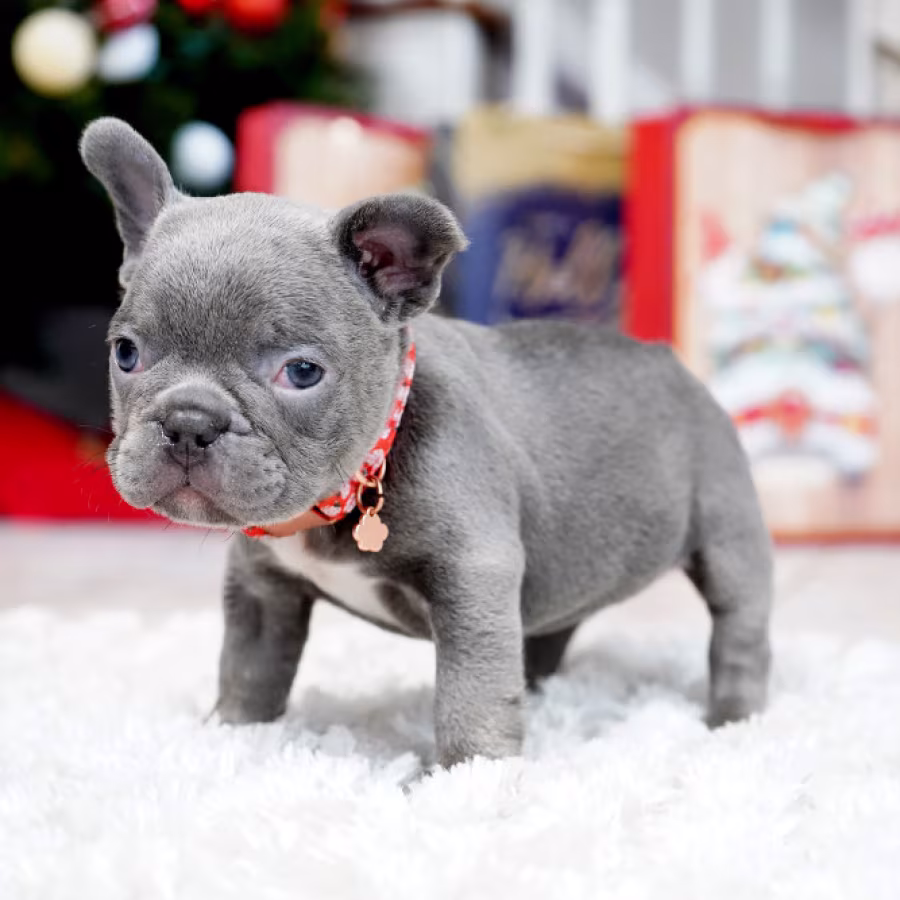 Male Blue. This will be a great Christmas gift.