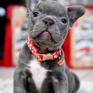 Male Blue. This will be a great Christmas gift.