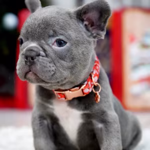 Male Blue. This will be a great Christmas gift.