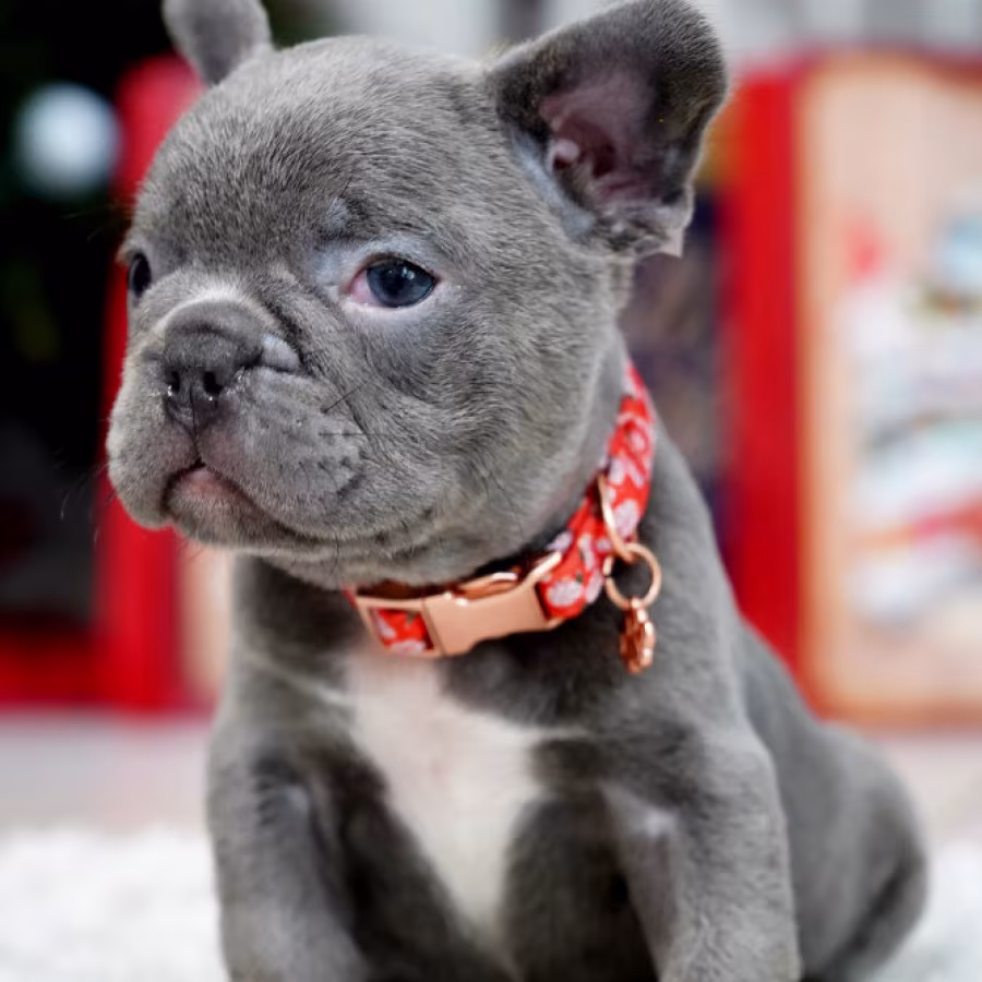 Male Blue. This will be a great Christmas gift.