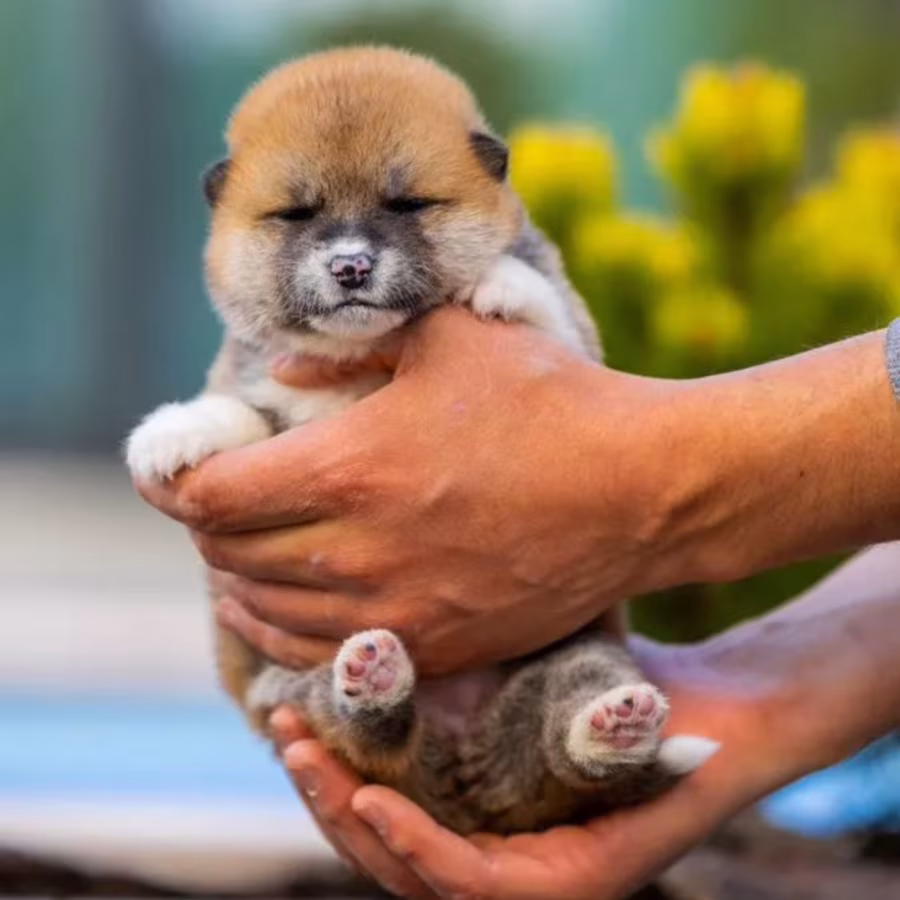 Akita Puppies for Sale in Colorado (CO)