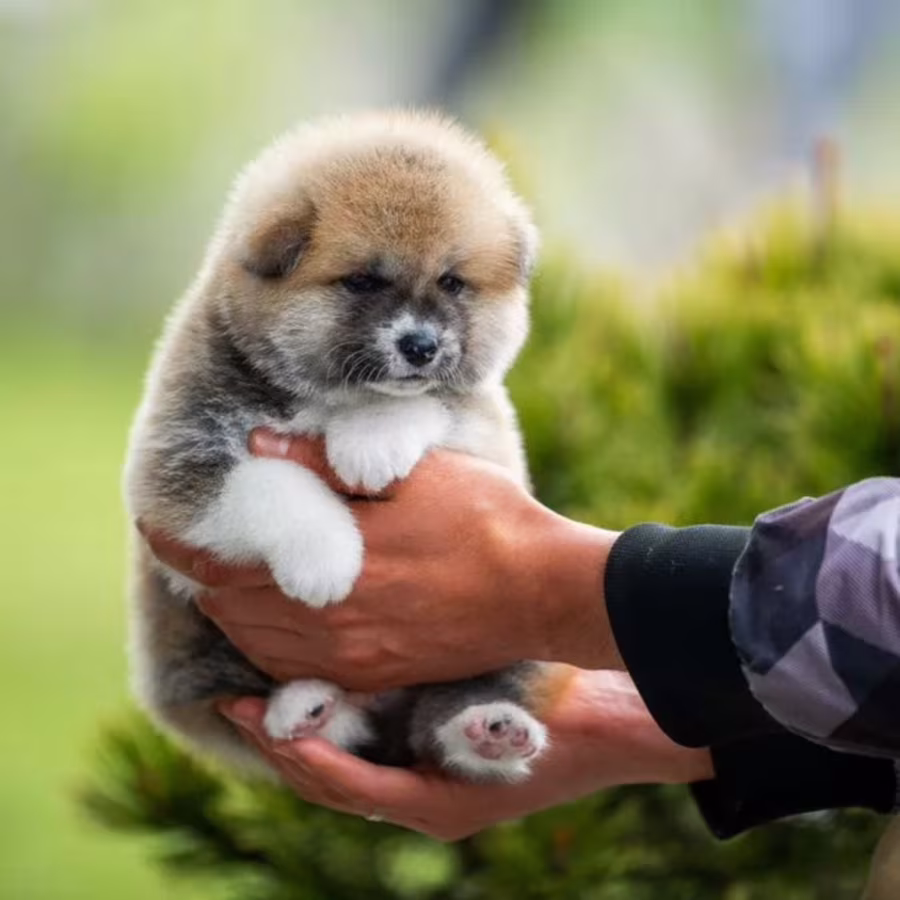 Akita Puppies for Sale in Colorado (CO)