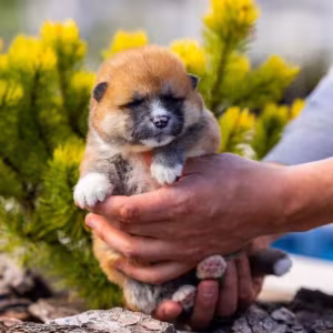Akita Puppies for Sale in Colorado (CO)