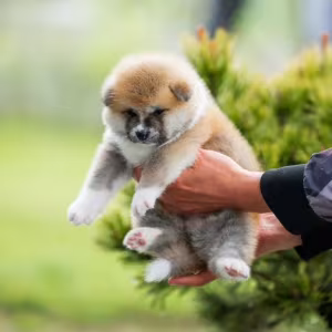 Akita Puppies for Sale in Colorado (CO)