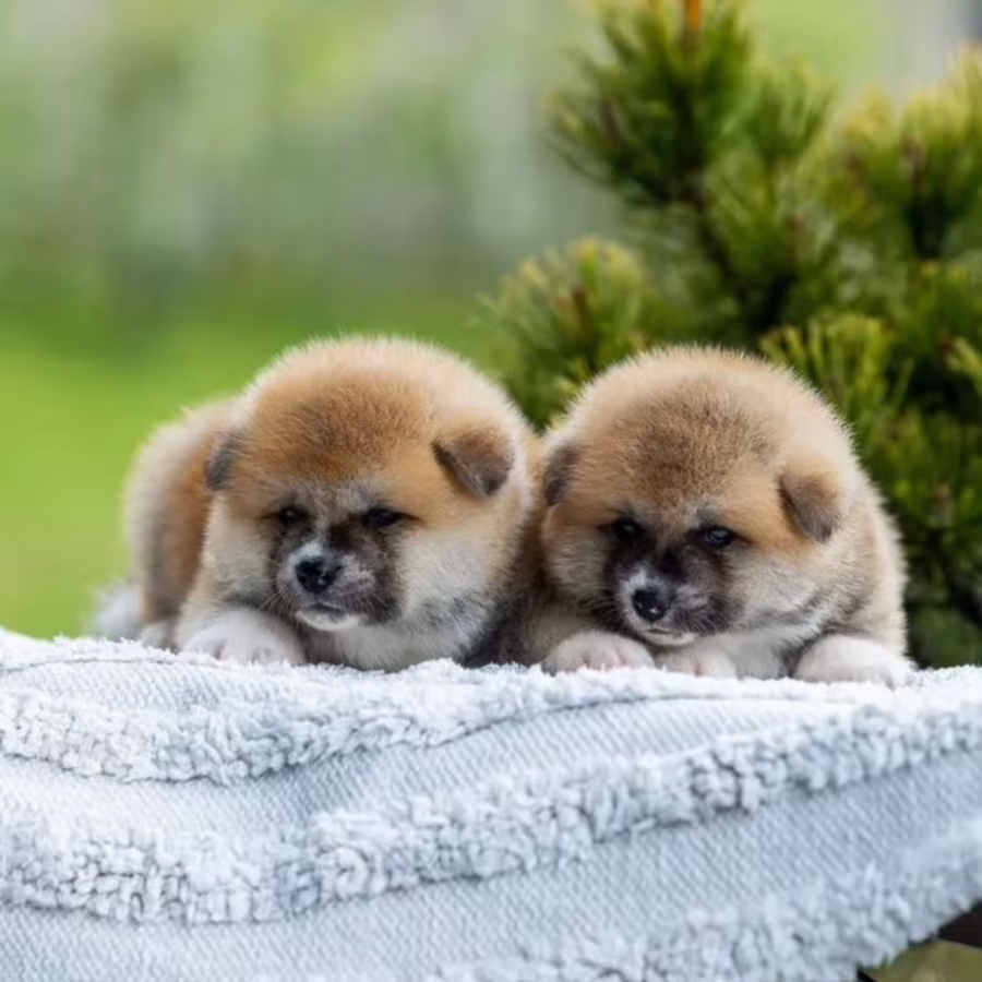 Akita Puppies for Sale in Colorado (CO)