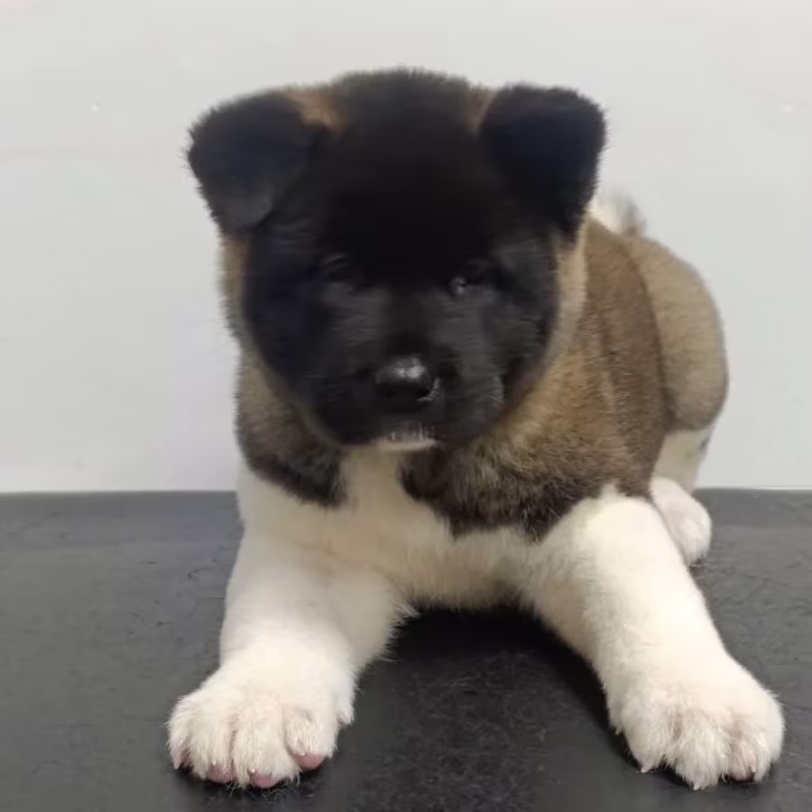 Akita Puppy for Sale in California (CA)