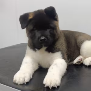 Akita Puppy for Sale in California (CA)