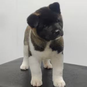 Akita Puppy for Sale in California (CA)