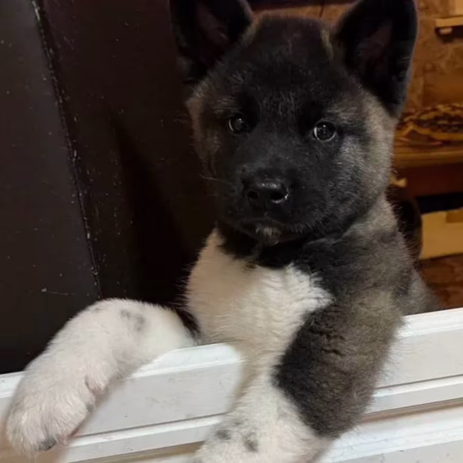 Akita Puppies from a Private Kennel in New York (NY)