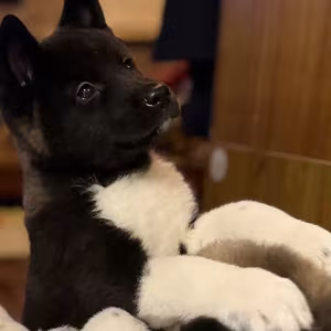 Akita Puppies from a Private Kennel in New York (NY)