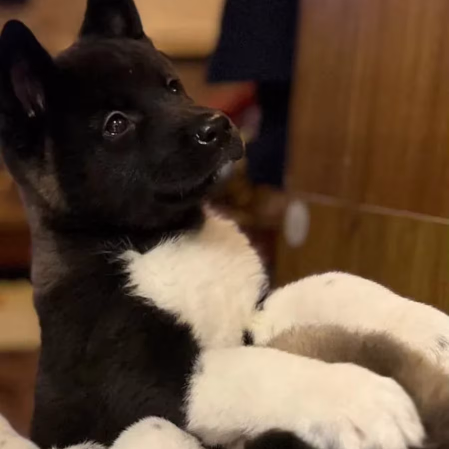 Akita Puppies from a Private Kennel in New York (NY)
