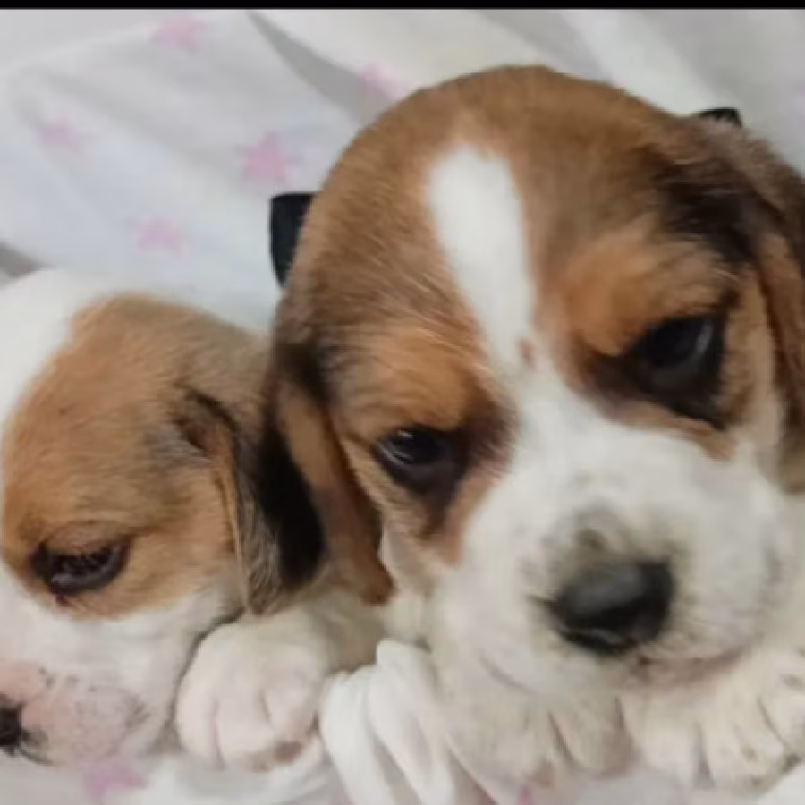 Beagle Puppies for Sale in New York (NY)