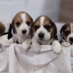 Beagle Puppies for Sale in New York (NY)