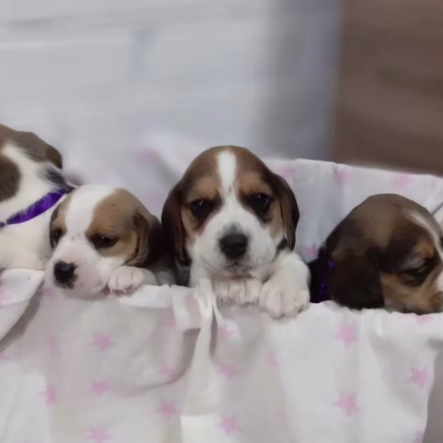 Beagle Puppies for Sale in New York (NY)
