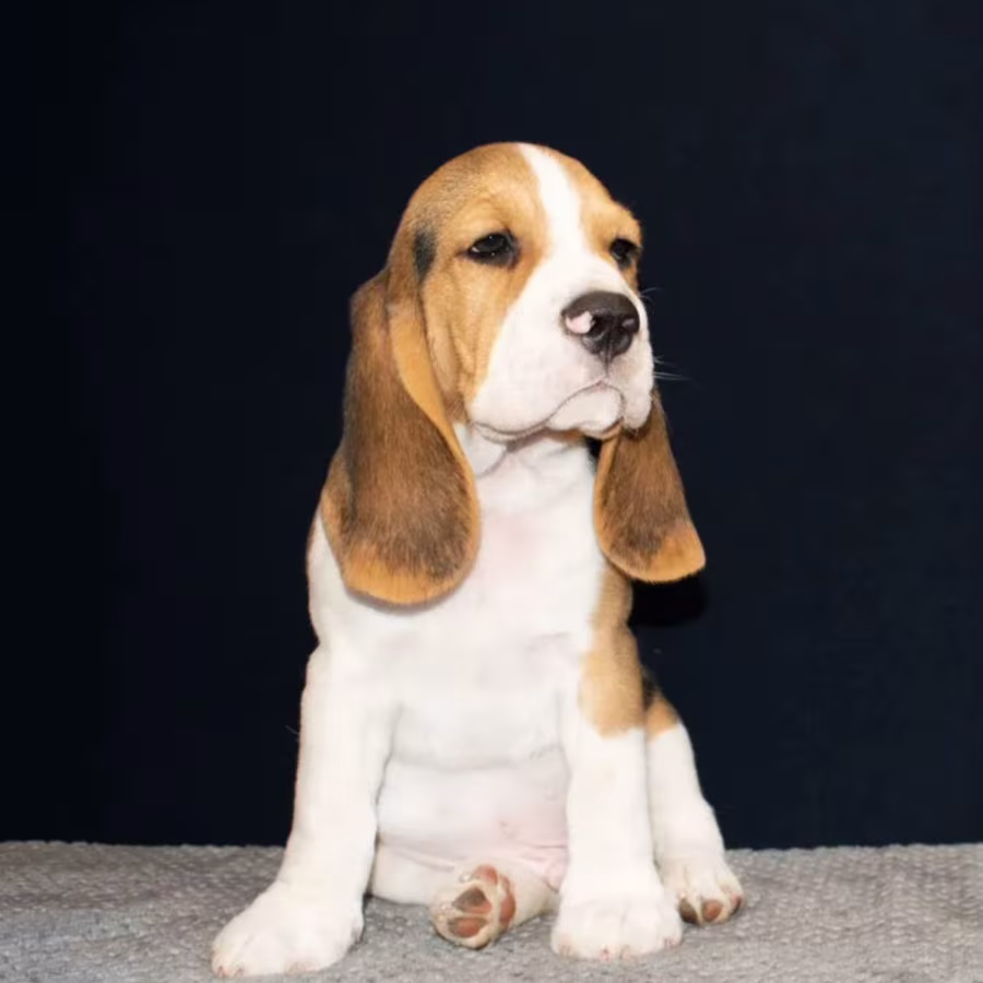 Beagle Puppy for Adoption in Arizona (AZ)