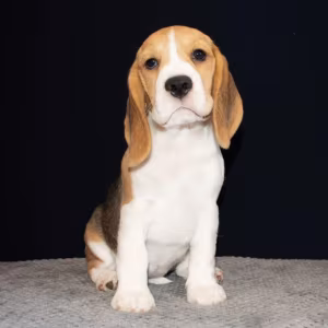 Beagle Puppy for Adoption in Arizona (AZ)