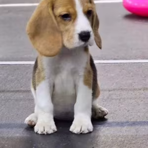 Beagle Puppies for Sale in New York (NY)