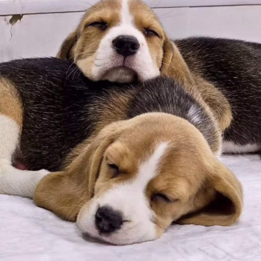 Beagle Puppies for Sale in New York (NY)