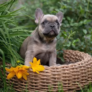 French Bulldog Puppies for Sale in Florida (FL)